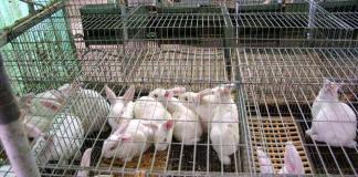 Is rabbit breeding profitable or not as a business?