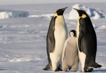 Penguins: description of species, features and places where they live